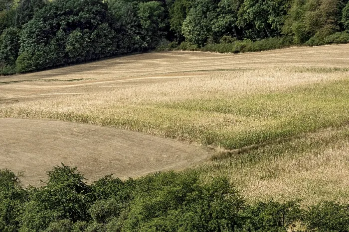 Framed Print : Withered Maize Fields Print, Wetterau, Germany
