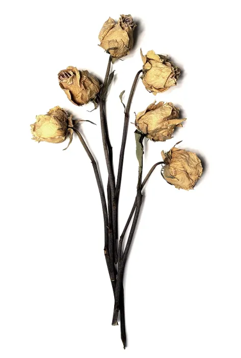 Framed Print : Six Withered Roses Print Against White Background Framed Print : Six Withered Roses Print Against White Background