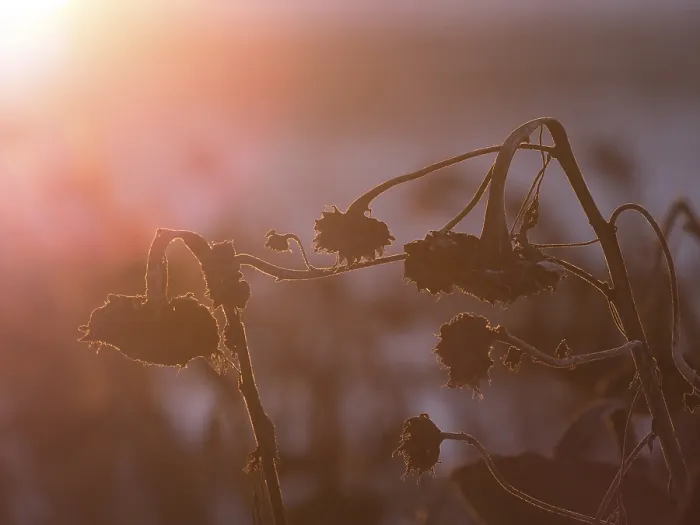 Framed Print : Withered Sunflowers at Sunset Print Framed Print : Withered Sunflowers at Sunset Print