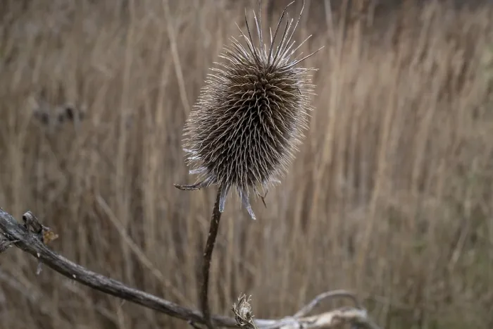 Framed Print : Withered Thistle Print - Close-up with Dried Grasses Framed Print : Withered Thistle Print - Close-up with Dried Grasses