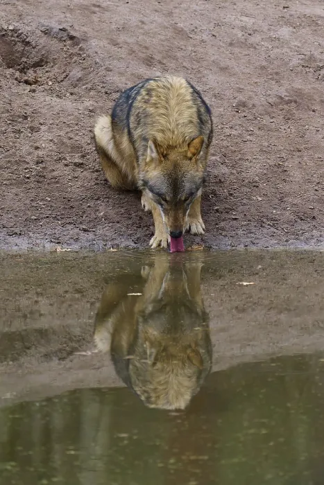 Framed Print : Wolf Drinking Water at a Pond Print, Germany Framed Print : Wolf Drinking Water at a Pond Print, Germany