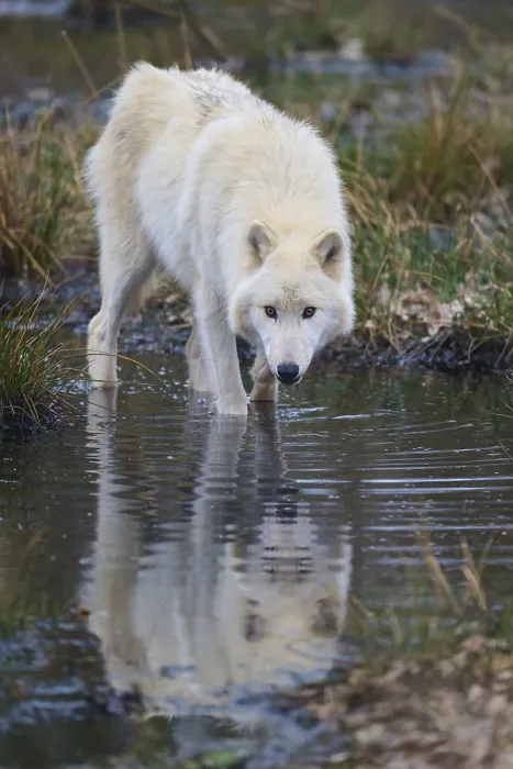 Framed Print : Arctic Wolf Drinking from a Stream Print Framed Print : Arctic Wolf Drinking from a Stream Print