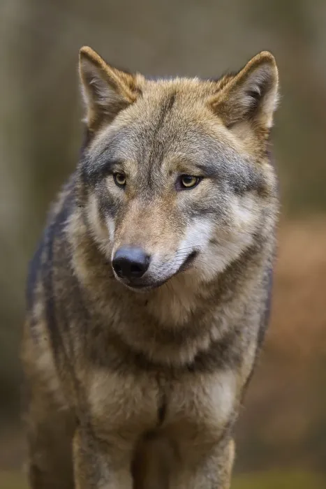 Framed Print : A Wolf in the Forest Print, Germany