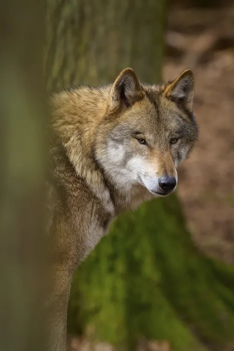 Framed Print : Wolf looking curiously from behind a tree print, Germany Framed Print : Wolf looking curiously from behind a tree print, Germany