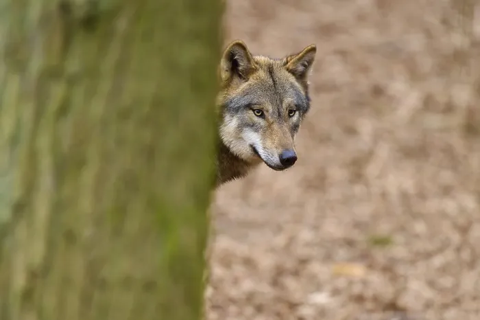 Framed Print : Wolf looking curiously around a tree in the forest Print Framed Print : Wolf looking curiously around a tree in the forest Print