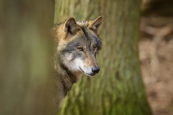 Framed Print : Wolf Print - Vigilant Canis lupus in German Forest Framed Print : Wolf Print - Vigilant Canis lupus in German Forest