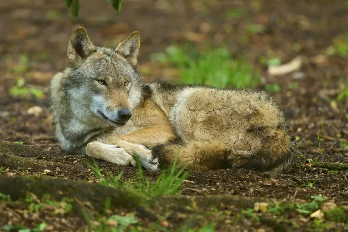 Framed Print : Relaxed Wolf in Spring Forest Print Framed Print : Relaxed Wolf in Spring Forest Print