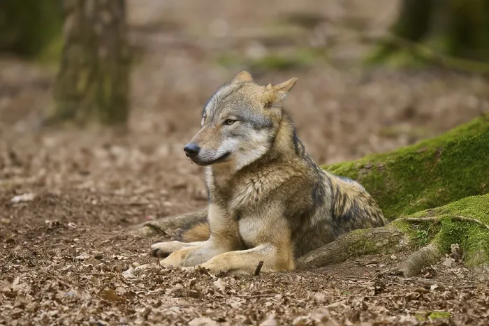 Framed Print : Wolf in Forest Print, Germany Framed Print : Wolf in Forest Print, Germany