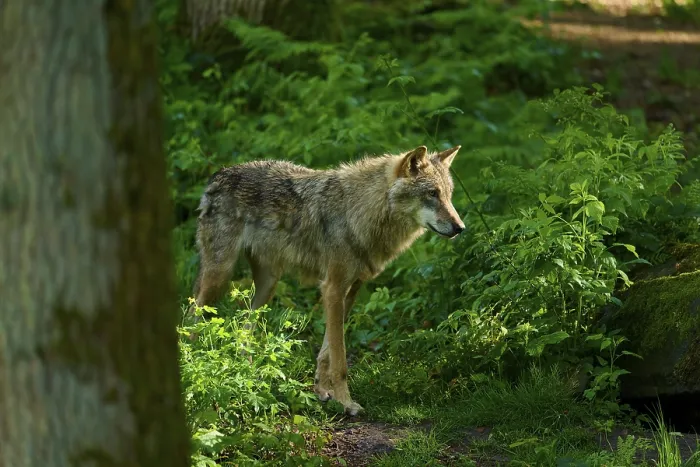 Framed Print : Wolf in the Shade Print, Germany Framed Print : Wolf in the Shade Print, Germany