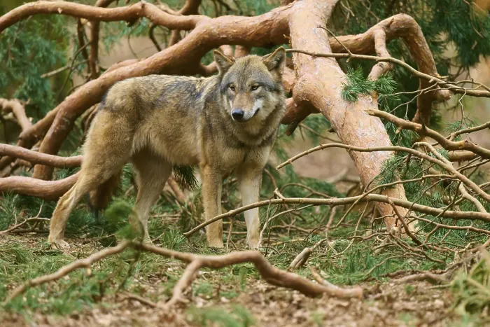 Framed Print : Wolf Standing Attentively Print, Germany Framed Print : Wolf Standing Attentively Print, Germany