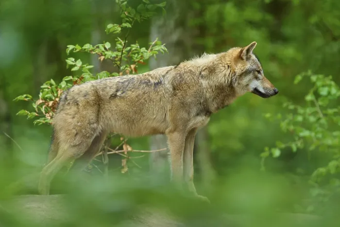 Framed Print : A Wolf Standing Sideways in a Dense Forest Print, Germany Framed Print : A Wolf Standing Sideways in a Dense Forest Print, Germany