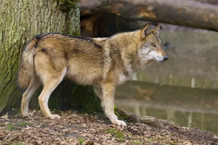 Framed Print : Wolf (Canis lupus) Print, Germany Framed Print : Wolf (Canis lupus) Print, Germany
