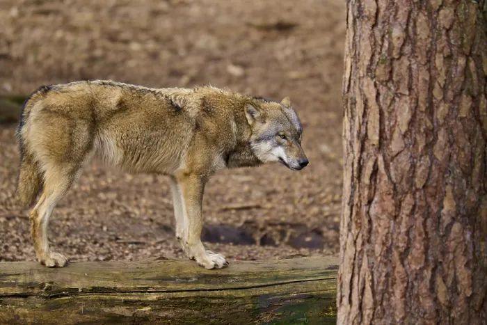 Framed Print : Wolf in contemplation, Germany Print Framed Print : Wolf in contemplation, Germany Print