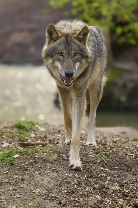 Framed Print : Wolf Walks Purposefully towards the Camera Print, Germany Framed Print : Wolf Walks Purposefully towards the Camera Print, Germany