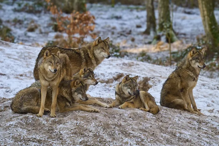 Framed Print : Five Wolves in a Snowy Forest Print, Germany Framed Print : Five Wolves in a Snowy Forest Print, Germany