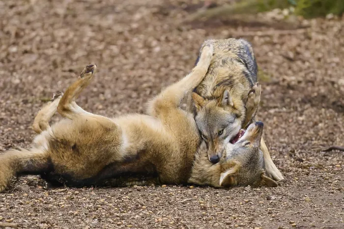 Framed Print : Two Wolves Interacting Playfully Print - Germany Framed Print : Two Wolves Interacting Playfully Print - Germany