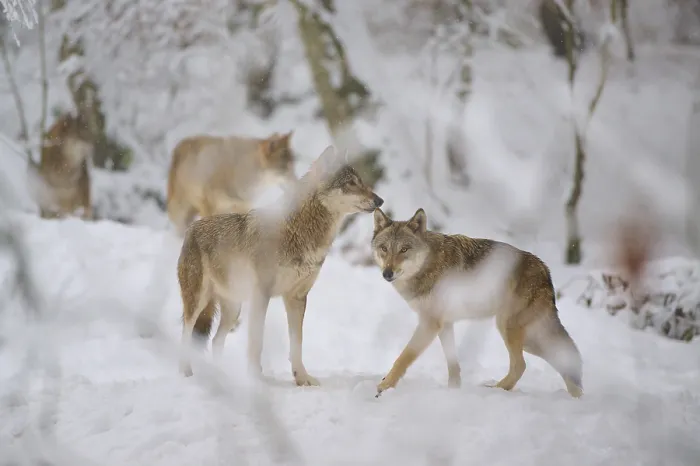 Framed Print : Two Wolves in Snowy German Forest Print Framed Print : Two Wolves in Snowy German Forest Print