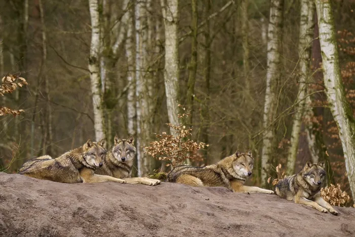 Framed Print : Four Wolves on a Mound Print, Germany Framed Print : Four Wolves on a Mound Print, Germany