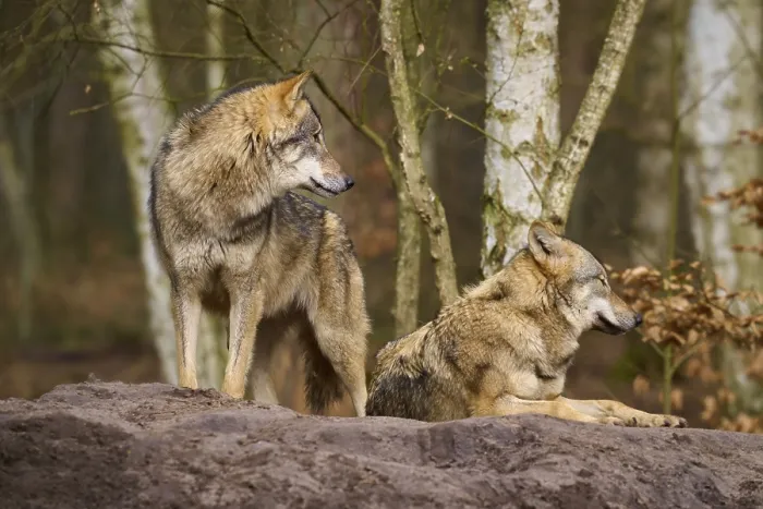 Framed Print : Two Wolves on a Mound Print, Germany Framed Print : Two Wolves on a Mound Print, Germany