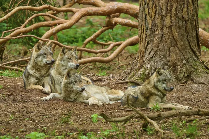 Framed Print : Four wolves resting together in the forest Print, Germany Framed Print : Four wolves resting together in the forest Print, Germany