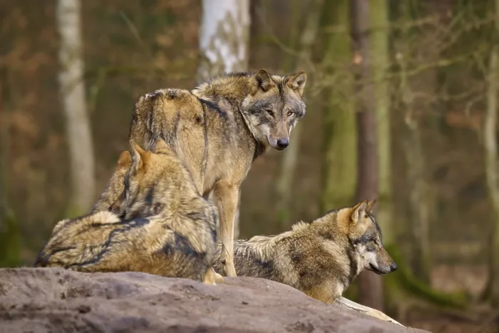 Framed Print : Three wolves resting on a hill in the forest print, Germany Framed Print : Three wolves resting on a hill in the forest print, Germany