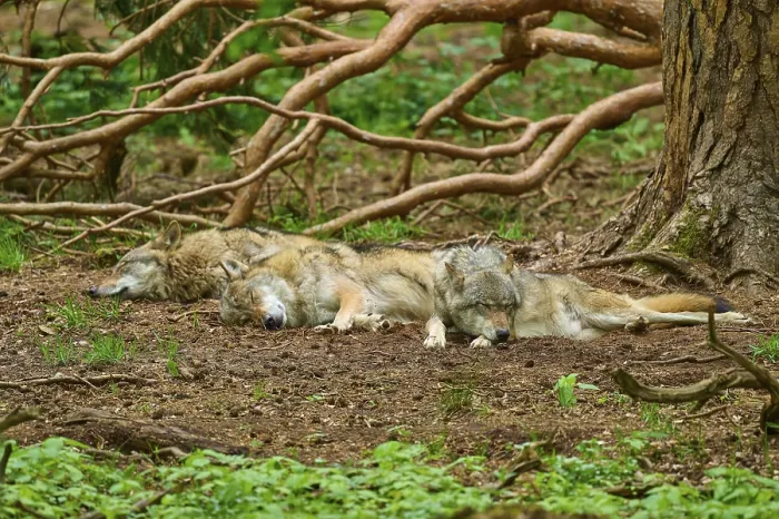 Framed Print : Three Wolves Sleeping Print, Germany Framed Print : Three Wolves Sleeping Print, Germany