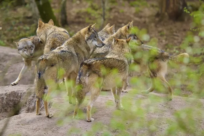 Framed Print : Wolf Pack Print, Germany Framed Print : Wolf Pack Print, Germany