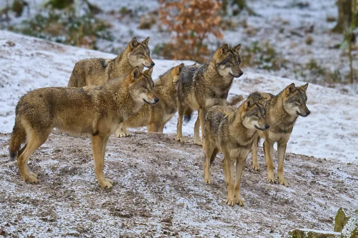 Framed Print : Six Wolves in Snow Print, Germany Framed Print : Six Wolves in Snow Print, Germany