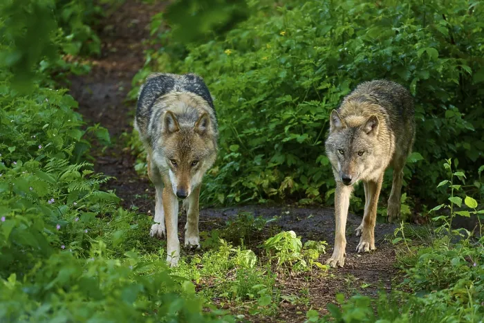 Framed Print : Two Wolves Walking Side by Side Print, German Forest Framed Print : Two Wolves Walking Side by Side Print, German Forest