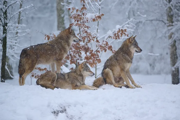 Framed Print : Three Wolves in Winter Landscape Print, Germany Framed Print : Three Wolves in Winter Landscape Print, Germany