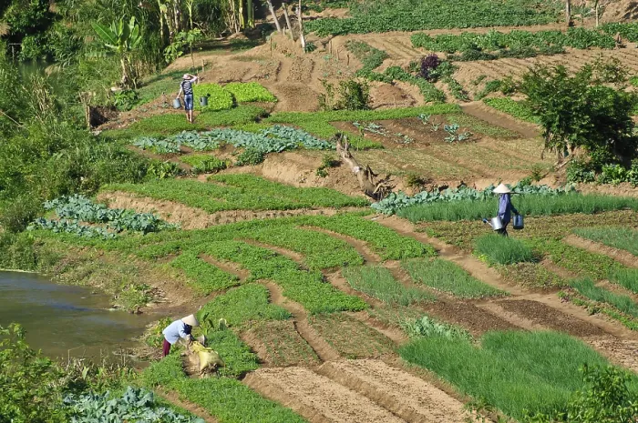 Framed Print : Women working in vegetable fields Print, Mai Chau Valley, Vietnam Framed Print : Women working in vegetable fields Print, Mai Chau Valley, Vietnam