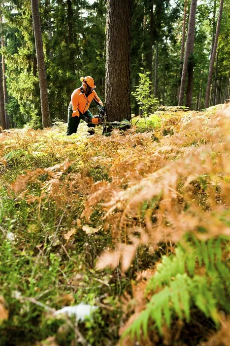 Framed Print : A Woodcutter at Work in the Forest Print Framed Print : A Woodcutter at Work in the Forest Print
