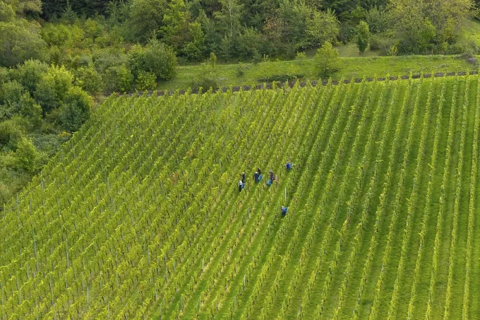 Framed Print : Workers in a Green Vineyard Print, Korb im Remstal, Germany Framed Print : Workers in a Green Vineyard Print, Korb im Remstal, Germany