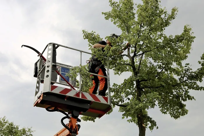 Framed Print : Workers on a Work Platform Pruning Trees Print Framed Print : Workers on a Work Platform Pruning Trees Print