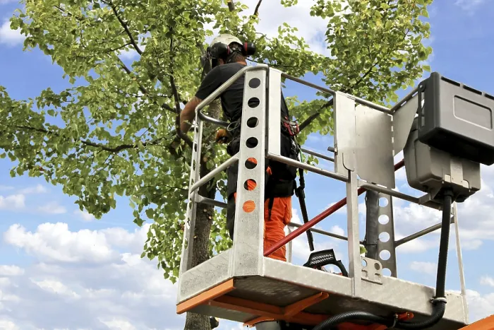 Framed Print : Workers on a work platform pruning trees Print Framed Print : Workers on a work platform pruning trees Print