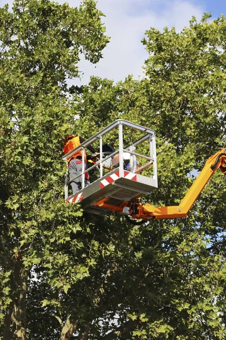 Framed Print : Workers on a Work Platform Pruning Trees Print Framed Print : Workers on a Work Platform Pruning Trees Print