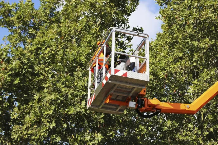Framed Print : Workers on a work platform pruning trees Print Framed Print : Workers on a work platform pruning trees Print