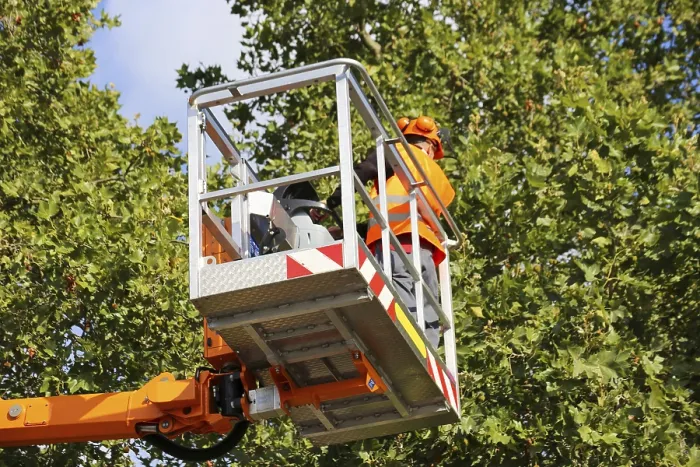 Framed Print : Workers on a work platform pruning trees Print Framed Print : Workers on a work platform pruning trees Print