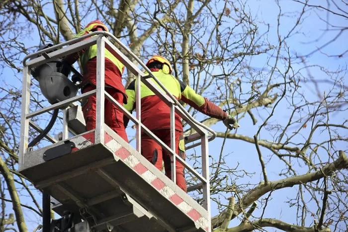 Framed Print : Workers on a work platform pruning trees Print Framed Print : Workers on a work platform pruning trees Print