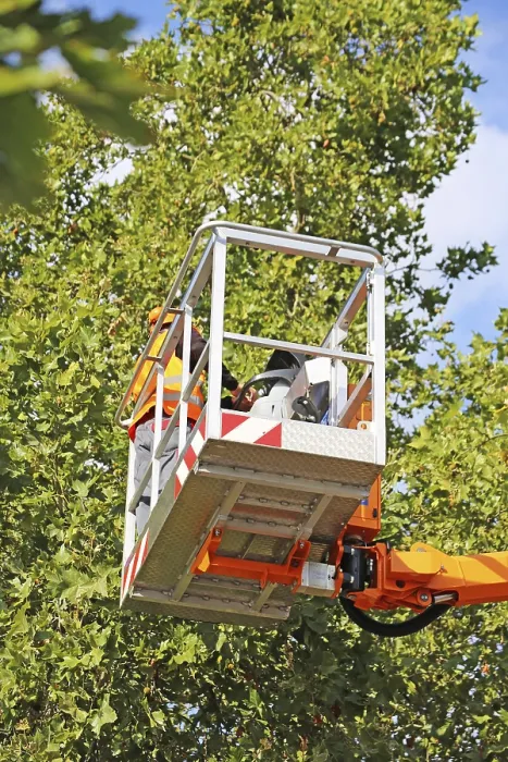 Framed Print : Workers on a work platform pruning trees Print Framed Print : Workers on a work platform pruning trees Print