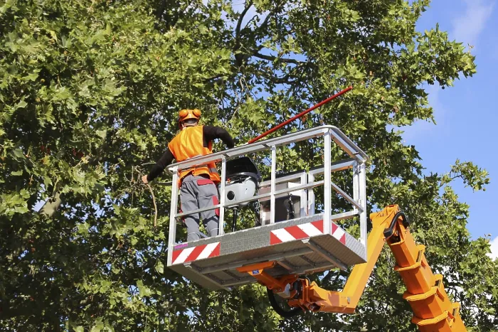 Framed Print : Workers on a work platform pruning trees Print Framed Print : Workers on a work platform pruning trees Print