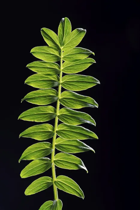 Framed Print : Backlit Yarrow Leaf Print Framed Print : Backlit Yarrow Leaf Print