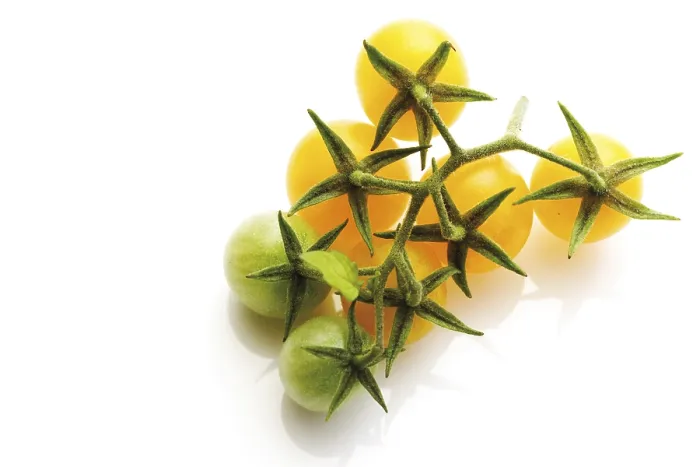 Framed Print : Yellow Cherry Tomatoes Print Framed Print : Yellow Cherry Tomatoes Print