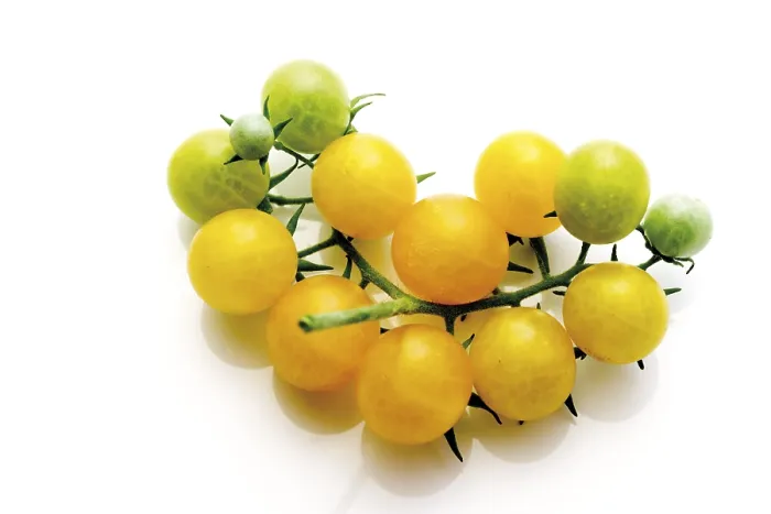 Framed Print : Yellow Cherry Tomatoes Print Framed Print : Yellow Cherry Tomatoes Print