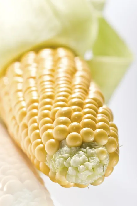 Framed Print : Yellow Corn on the Cob Print Framed Print : Yellow Corn on the Cob Print