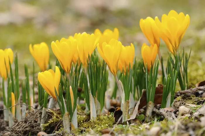 Framed Print : Yellow Crocuses (Crocus) Print, Germany Framed Print : Yellow Crocuses (Crocus) Print, Germany