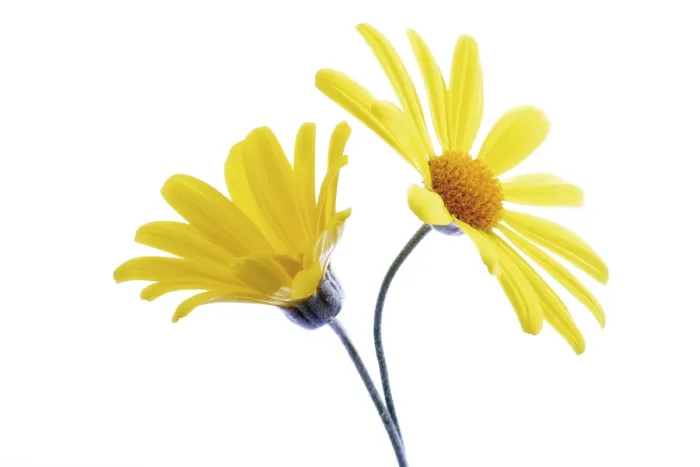 Framed Print : Yellow Euryops Flower Print Framed Print : Yellow Euryops Flower Print
