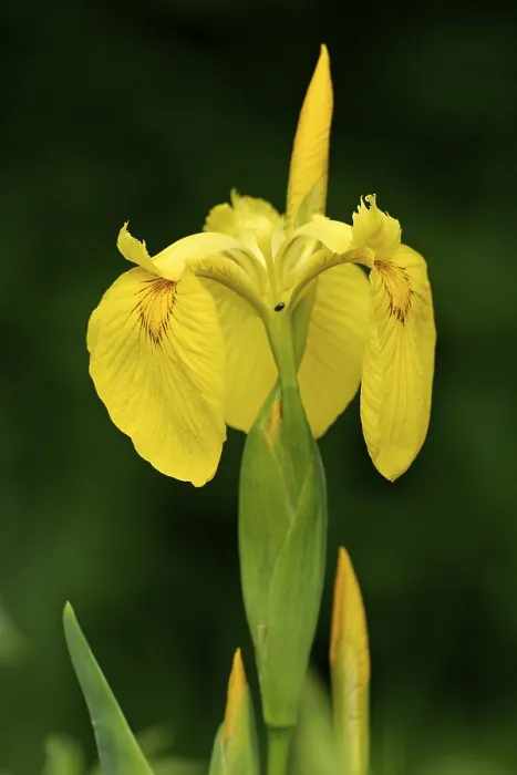 Framed Print : Yellow Flag - Flag Iris Print (Iris pseudacorus) Framed Print : Yellow Flag - Flag Iris Print (Iris pseudacorus)