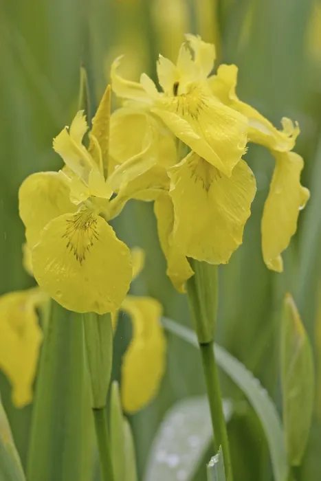 Framed Print : Yellow Flag Iris Print (Iris pseudacorus) Framed Print : Yellow Flag Iris Print (Iris pseudacorus)
