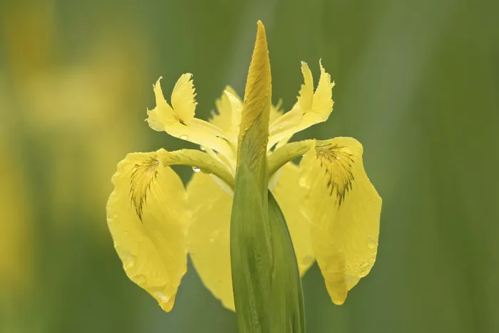 Framed Print : Yellow Flag Iris Print (Iris pseudacorus) Framed Print : Yellow Flag Iris Print (Iris pseudacorus)
